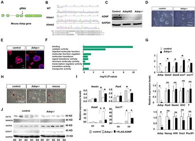 ADNP Controls Gene Expression Through Local Chromatin Architecture by Association With BRG1 and CHD4